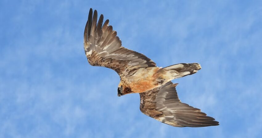 Lasciamo tranquilli quei gipeti - Ficedula