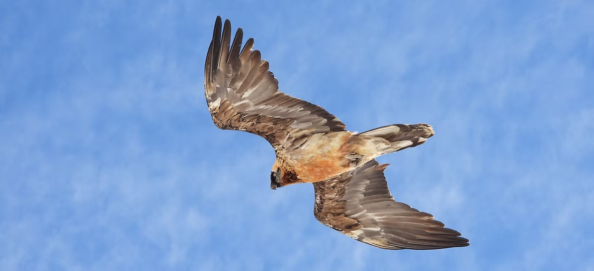 Lasciamo tranquilli quei gipeti - Ficedula