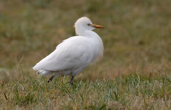 “Invasione” di Aironi guardabuoi - Ficedula