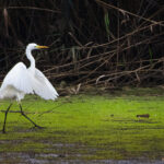 Airone bianco maggiore - Ficedula