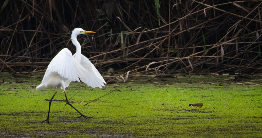 Airone bianco maggiore - Ficedula