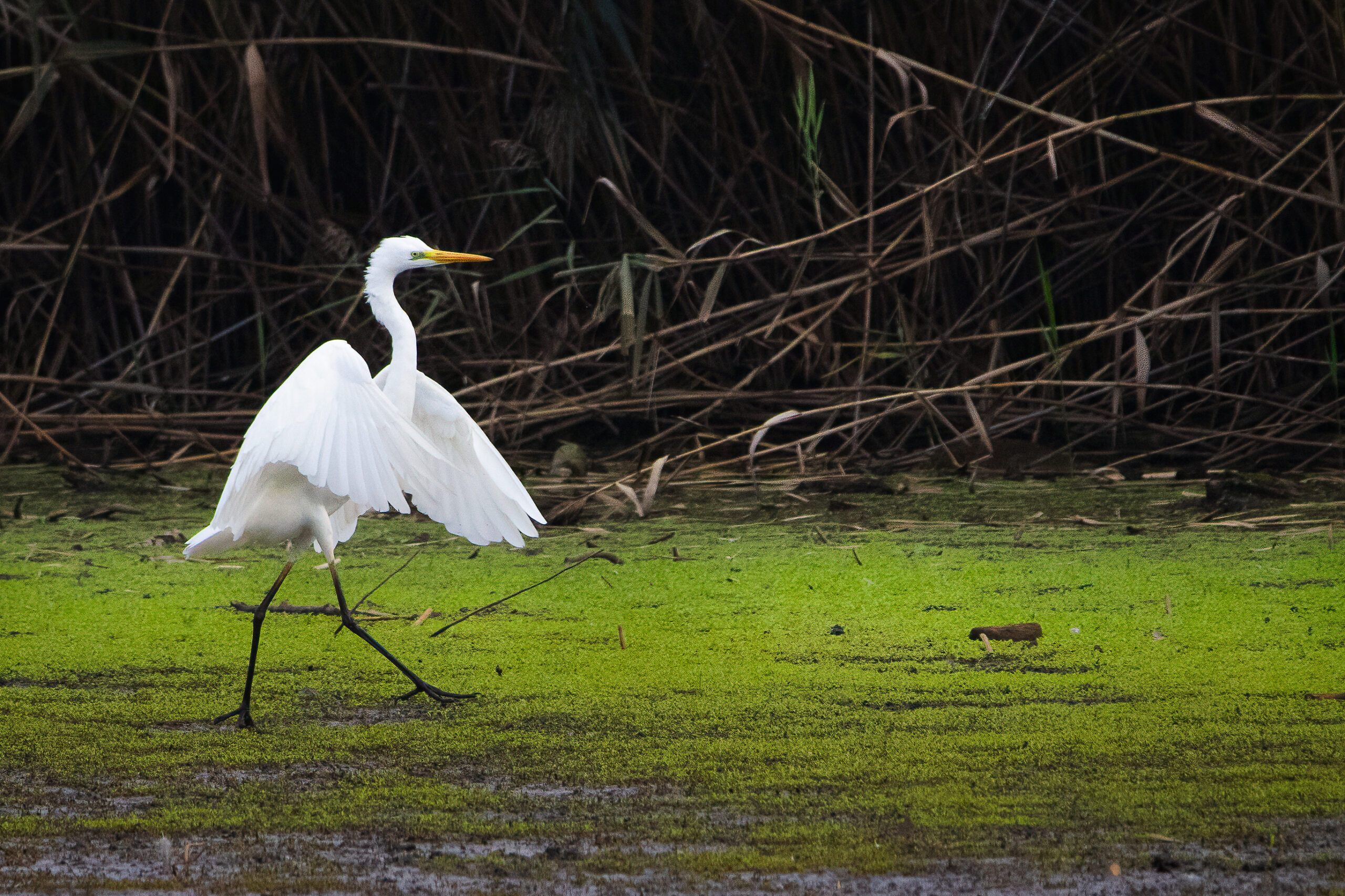 Airone bianco maggiore - Ficedula