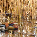 Anatra mandarina - Ficedula