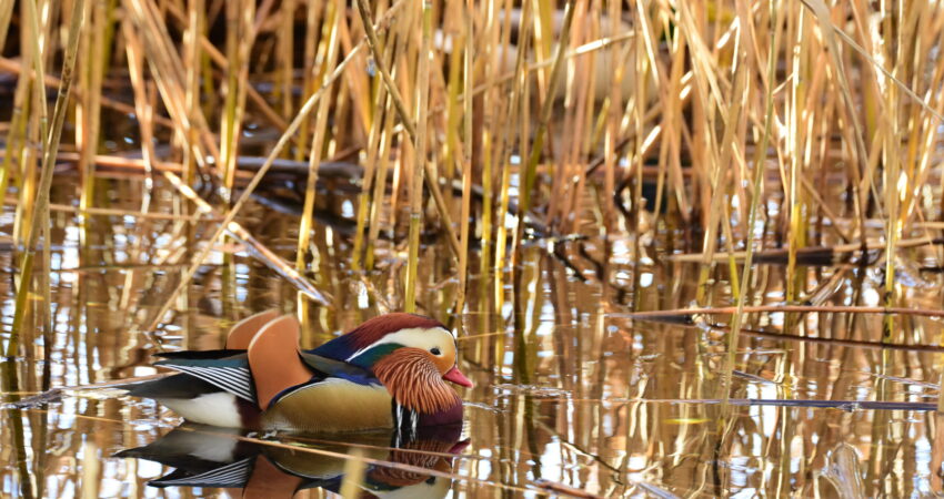 Anatra mandarina - Ficedula