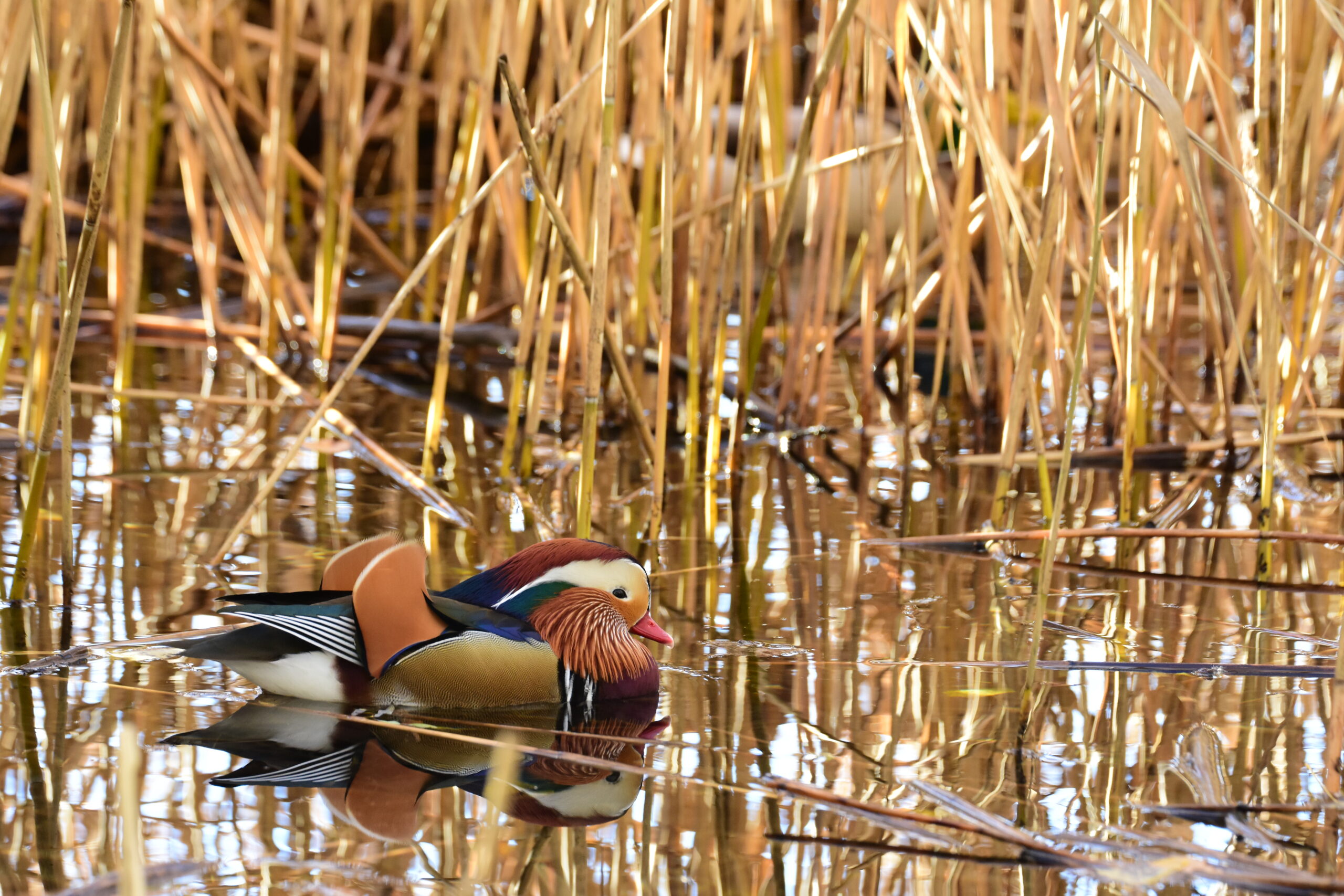 Anatra mandarina - Ficedula