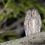 Progetto Assiolo - Ficedula