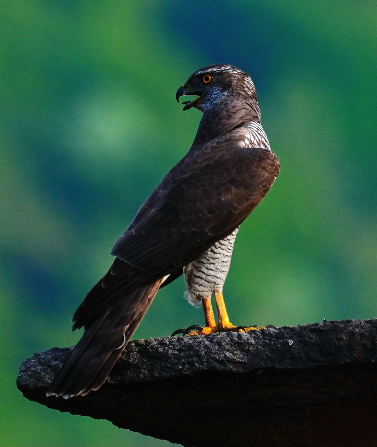 Foto di: Simona Bassi