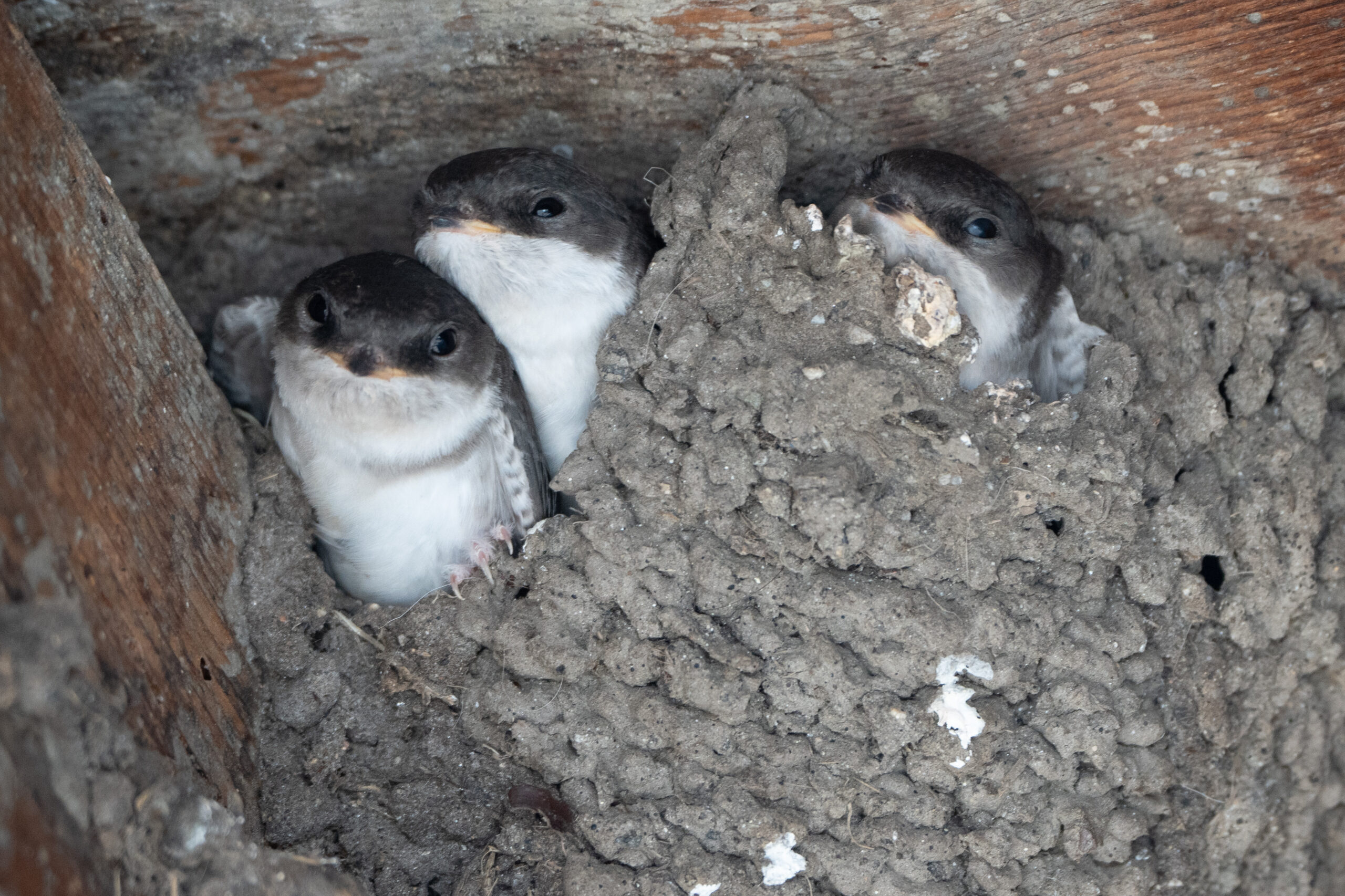 Foto di: Nicola Pini