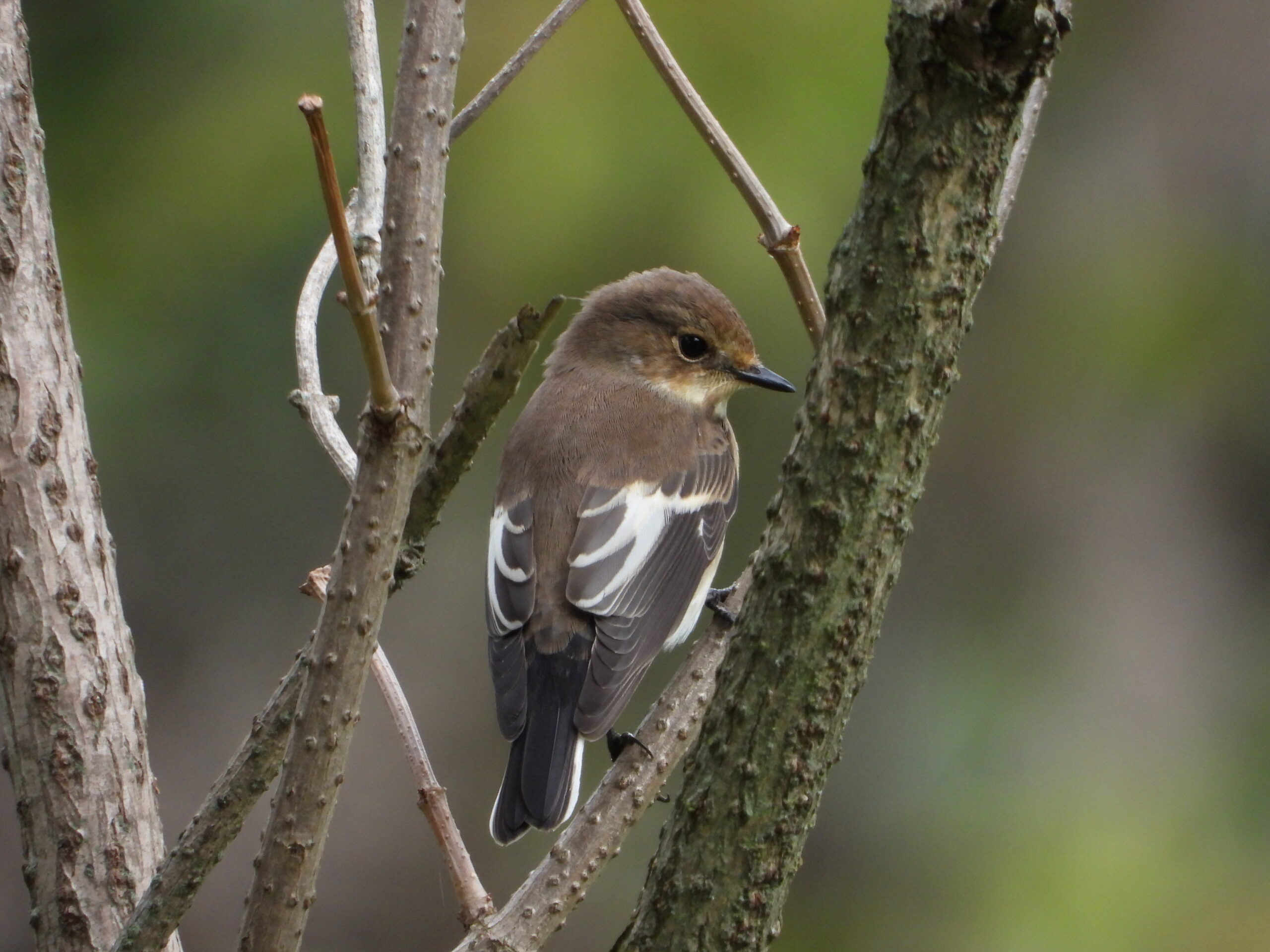Foto di: Sandra Corti
