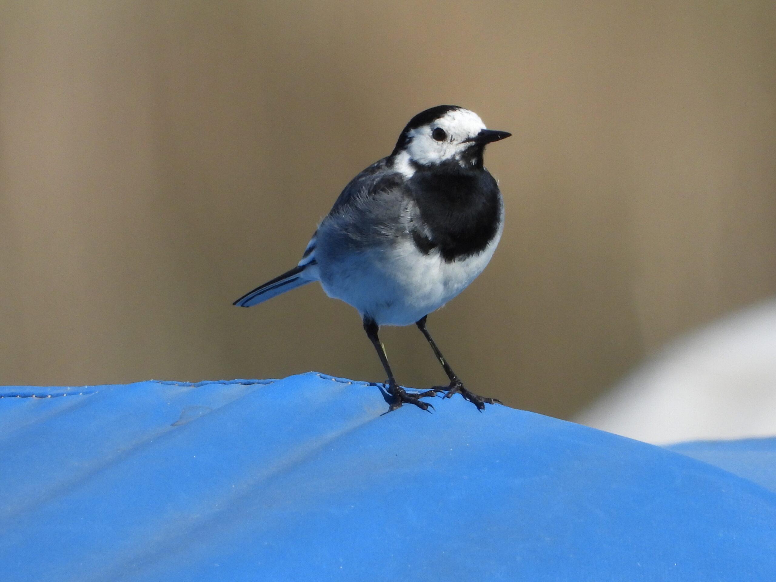 Foto di: Sandra Corti