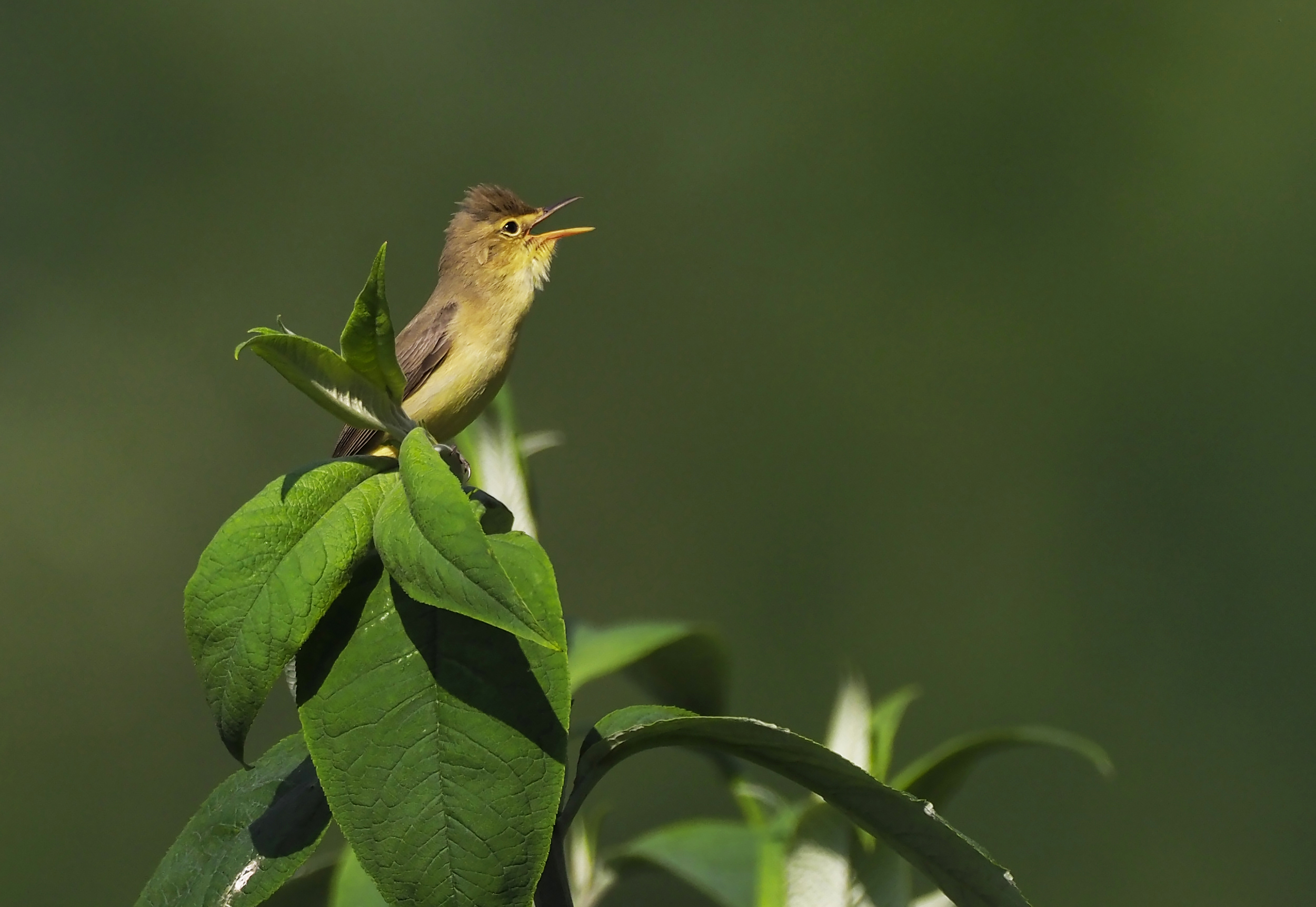 Foto di: Gianni Marcolli