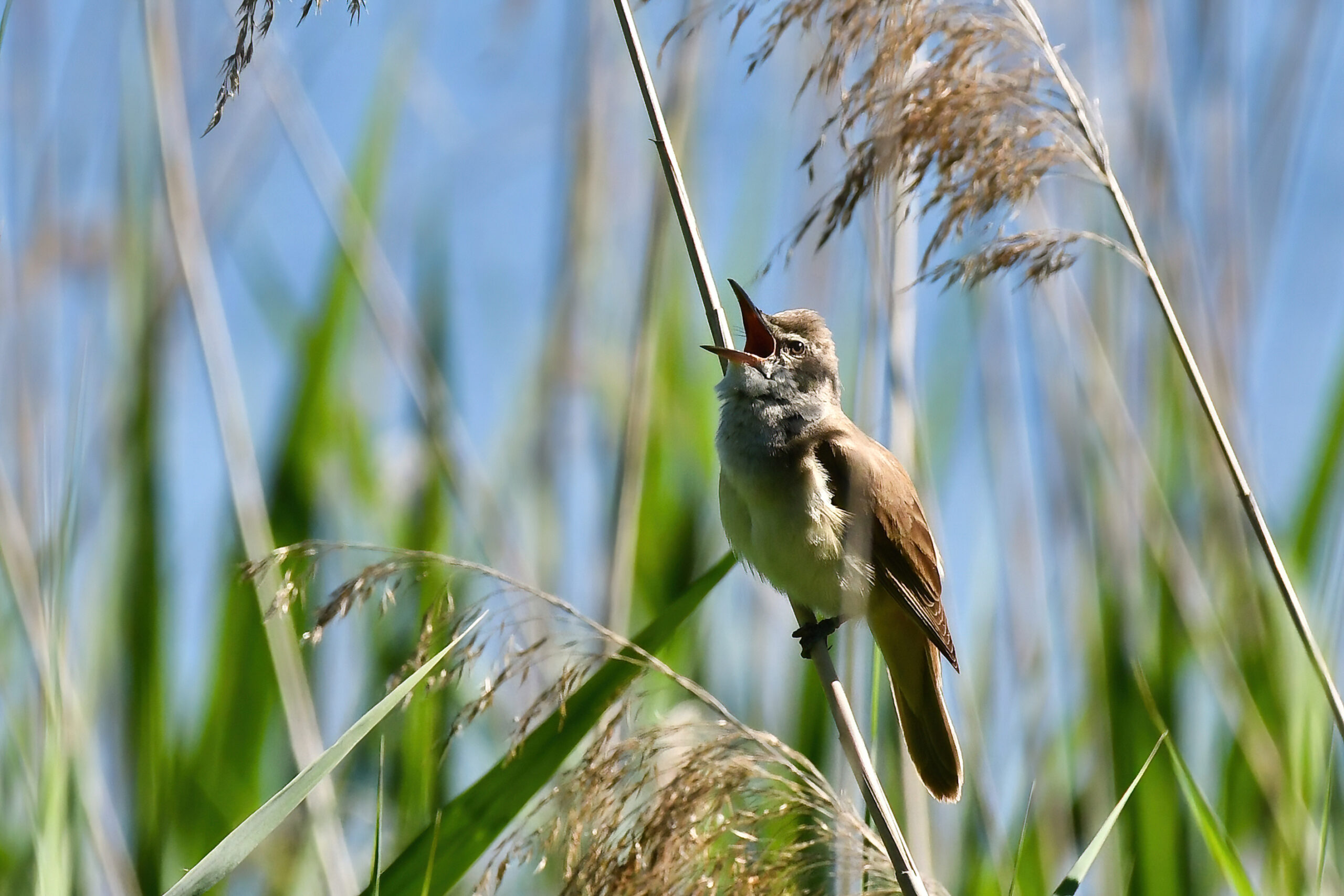 Cannareccione - Ficedula