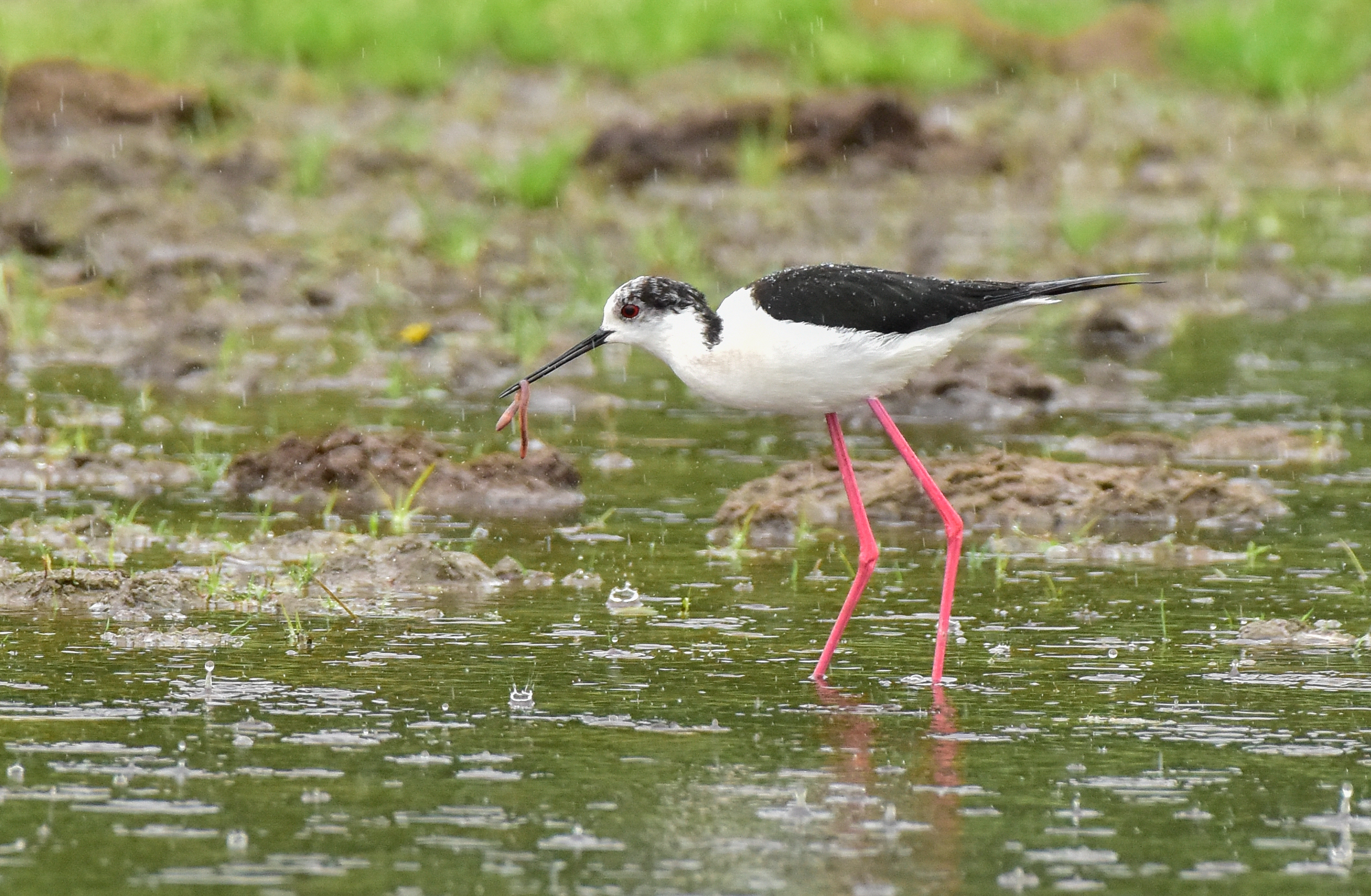 Foto di: Samir Primavera