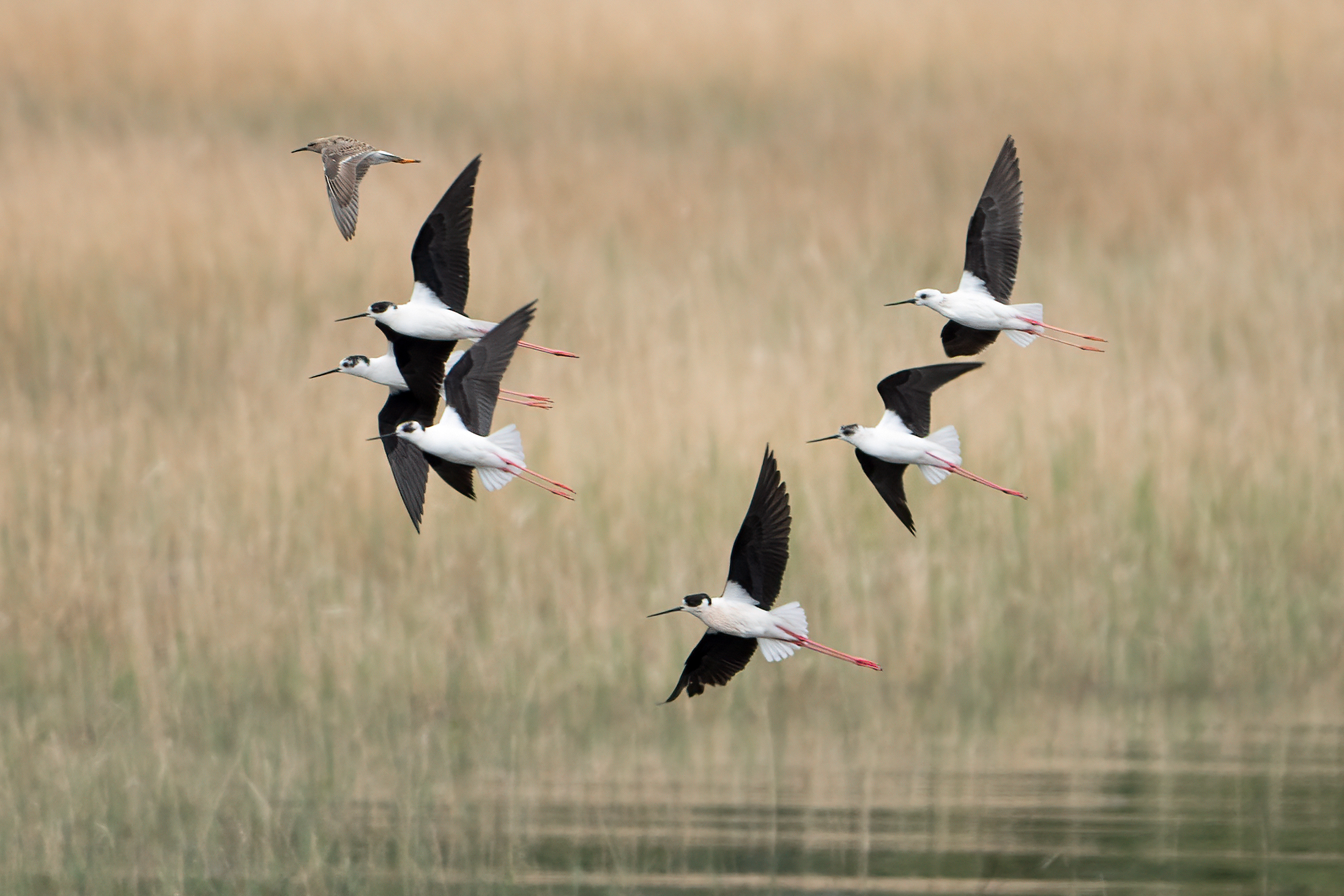 Foto di: Nicola Pini