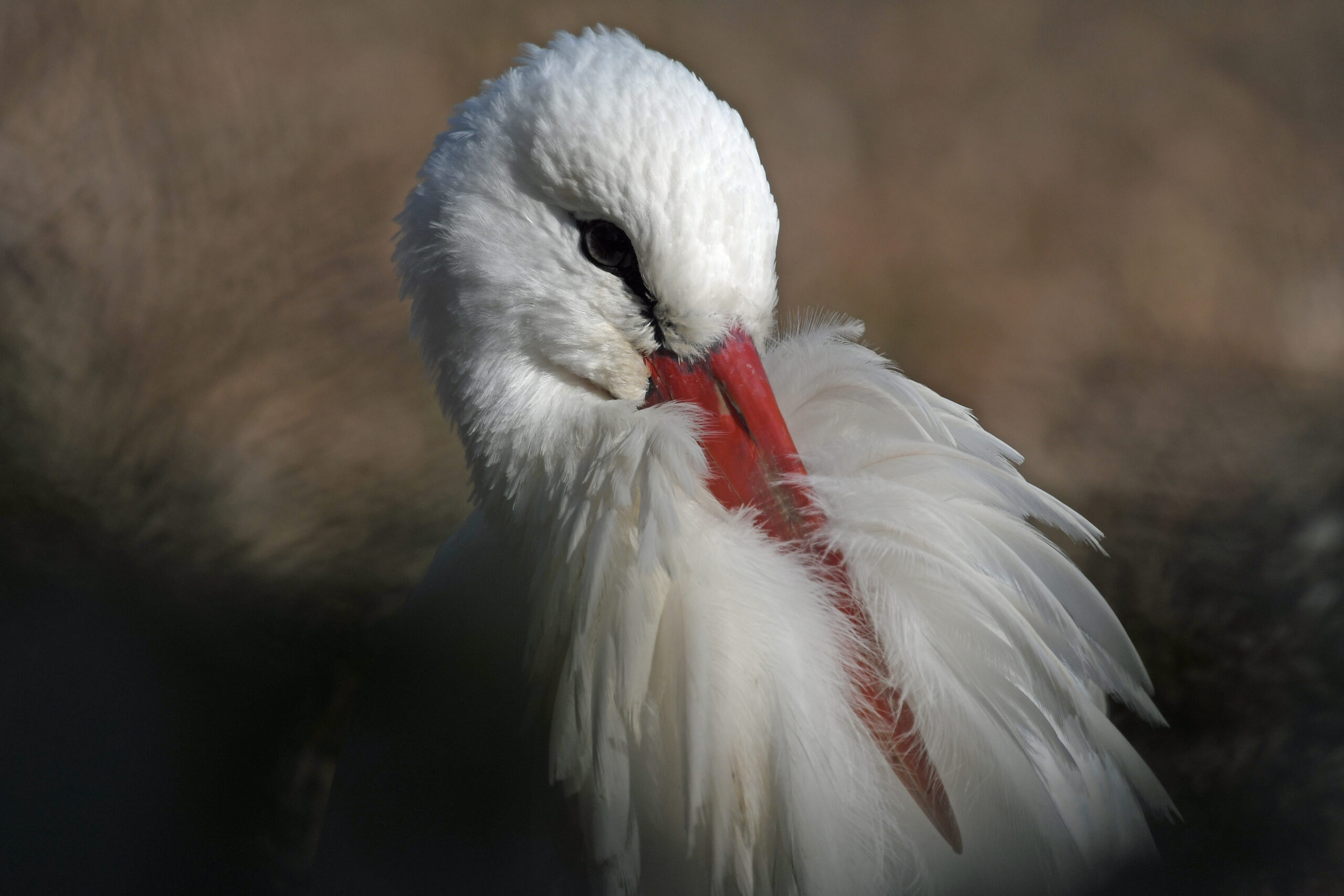 Foto di: Davide Magnaghi