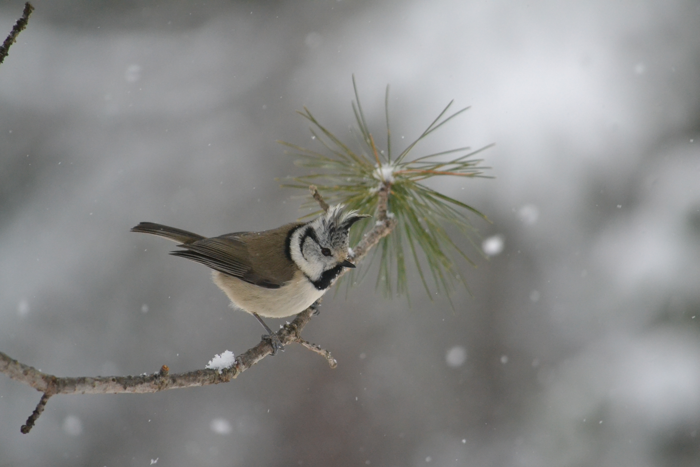 Foto di: Sabina Pellegrini