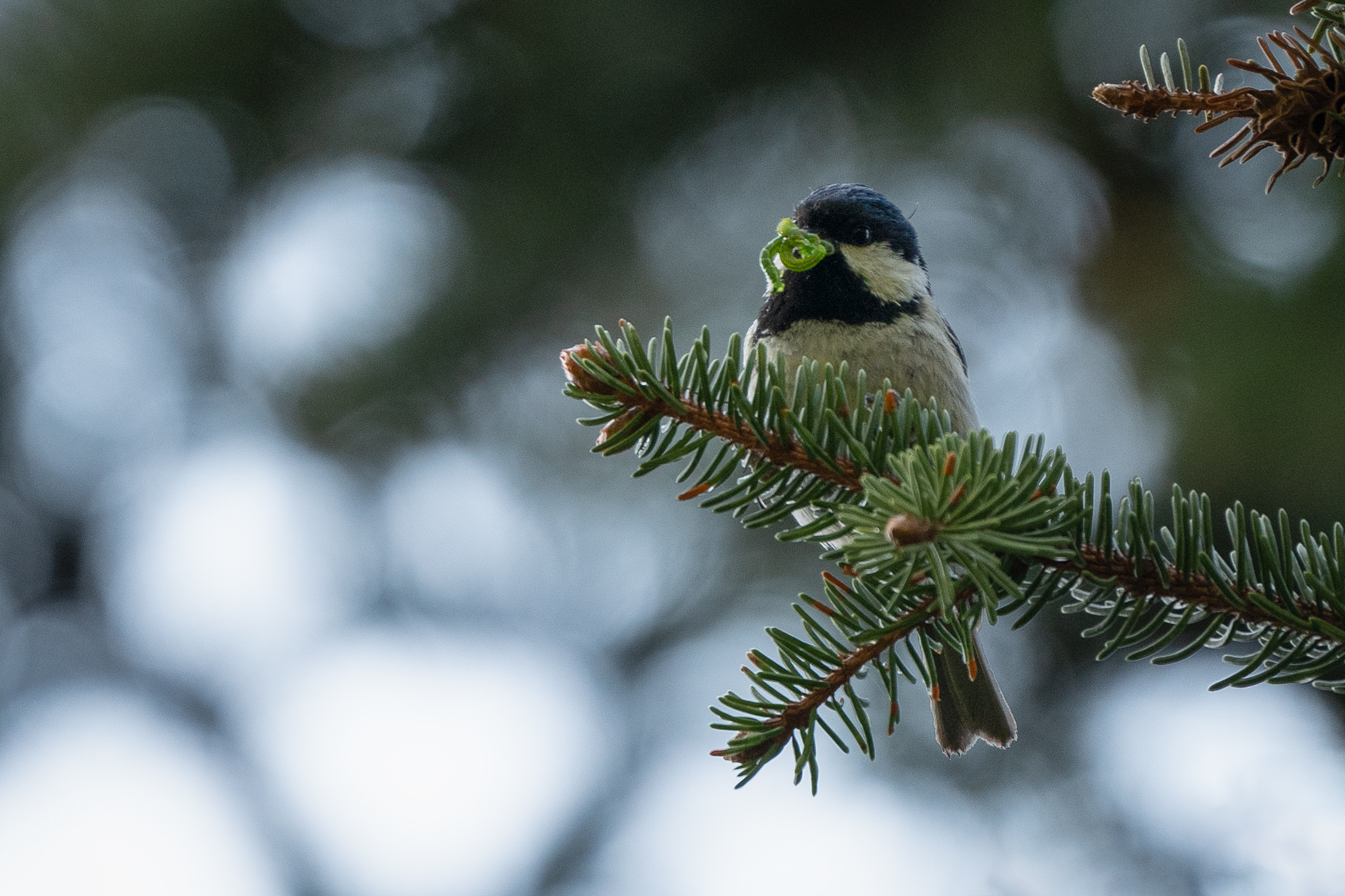 Foto di: Nicola Pini