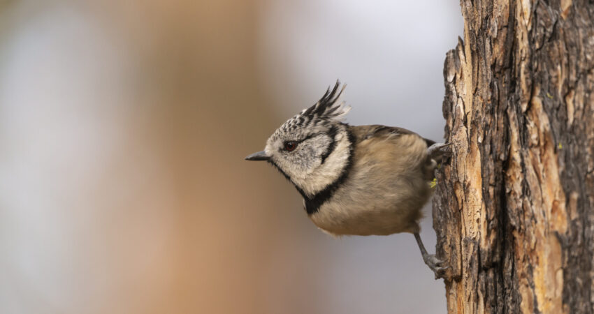 Cincia dal ciuffo - Ficedula