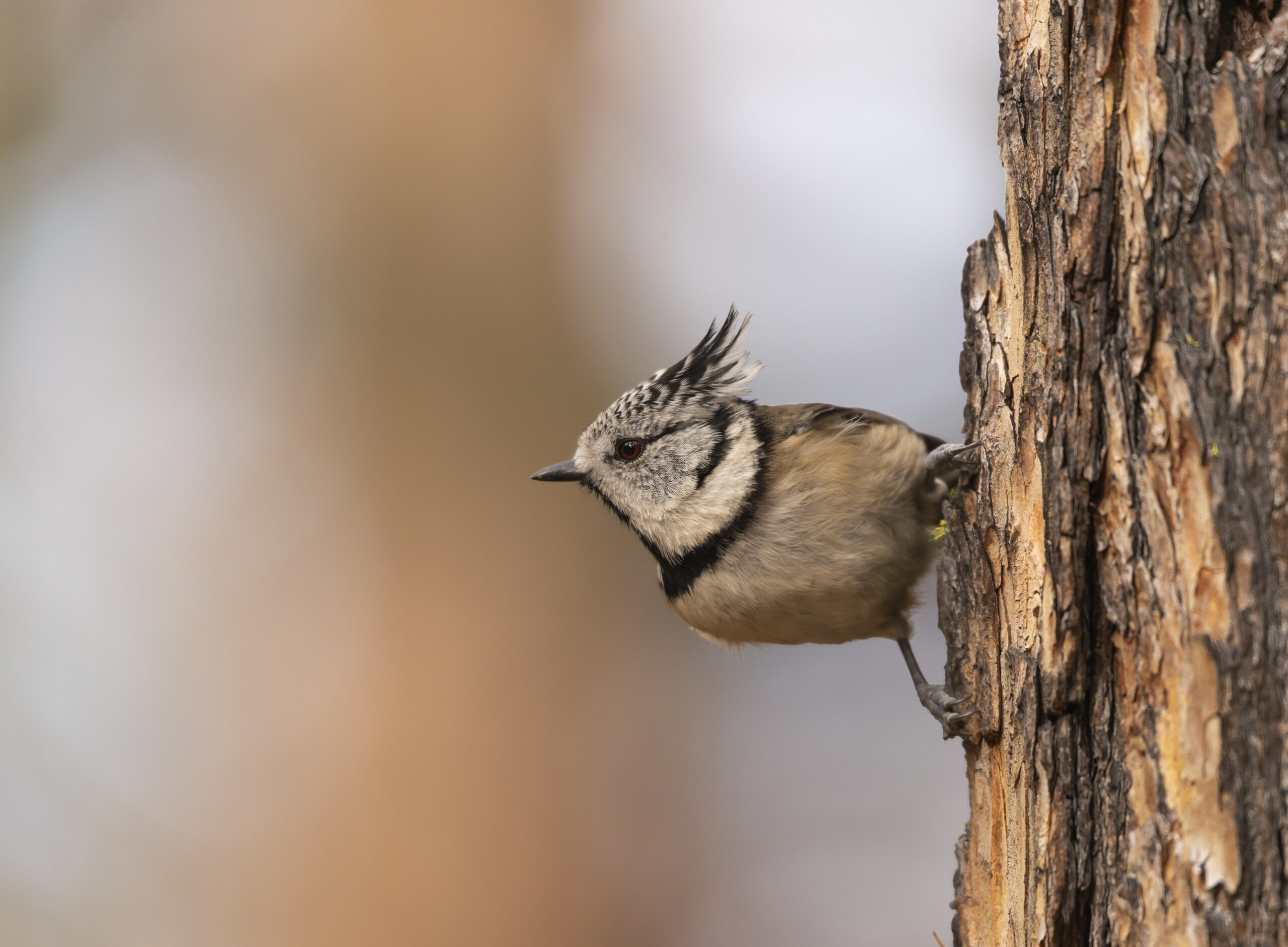 Cincia dal ciuffo - Ficedula
