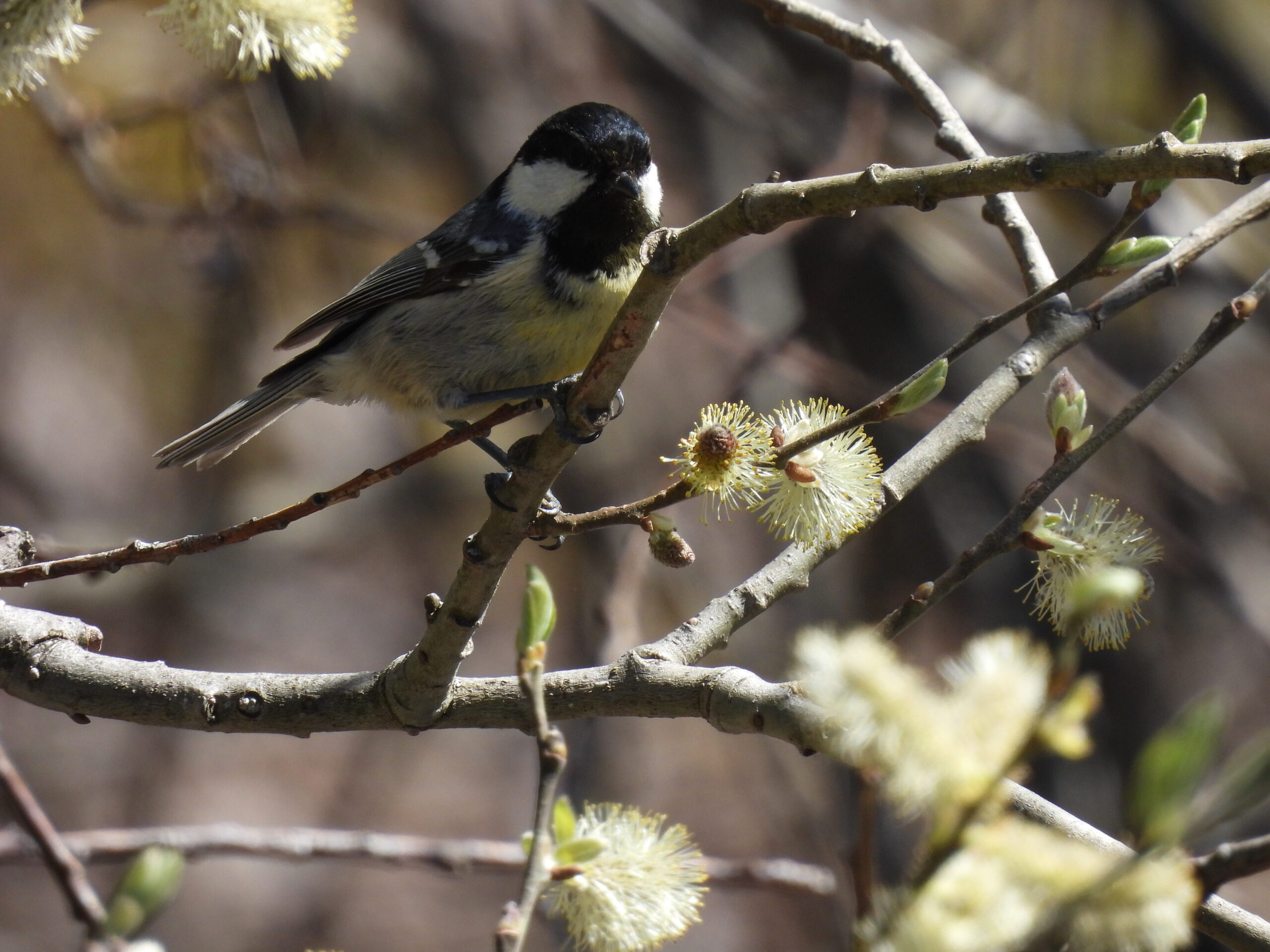 Foto di: Serena Poloni