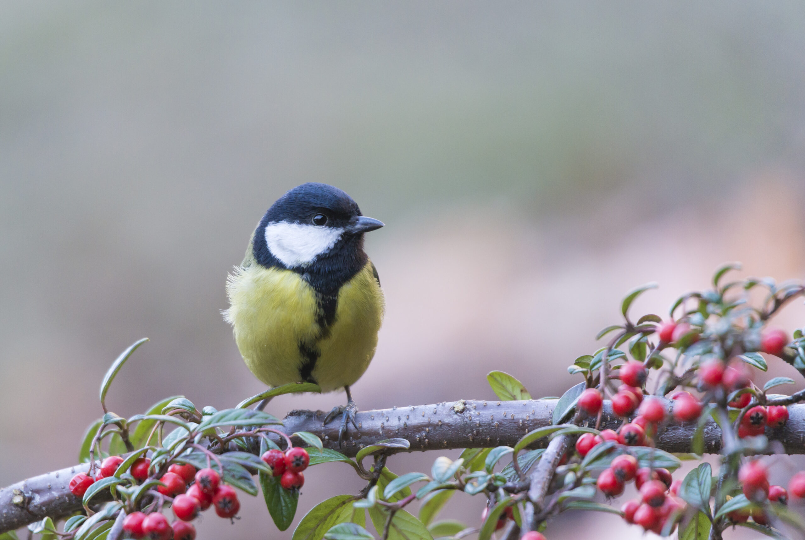 Foto di: Davide Nonini
