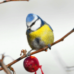 Cinciarella - Ficedula