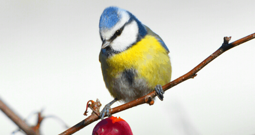 Cinciarella - Ficedula