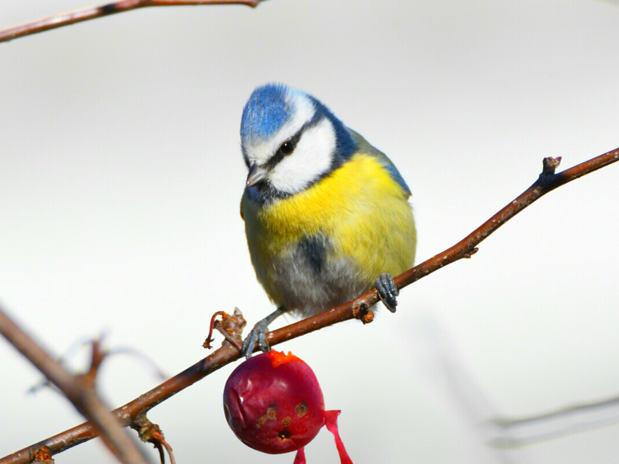 Cinciarella - Ficedula