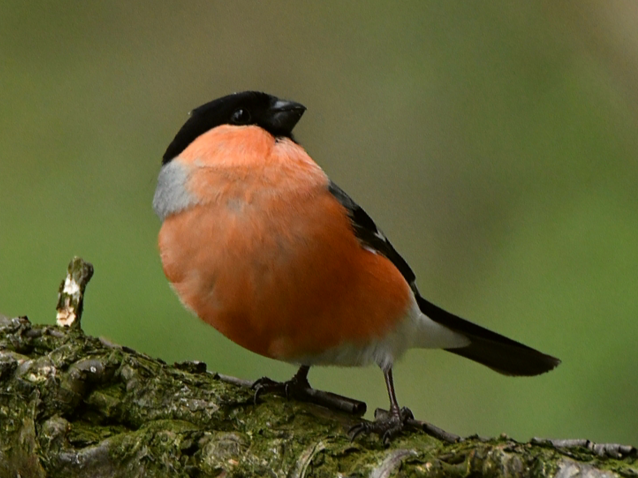 Foto di: Claudio Danesi