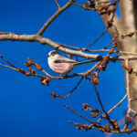 Codibugnolo - Ficedula