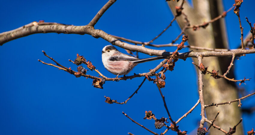 Codibugnolo - Ficedula