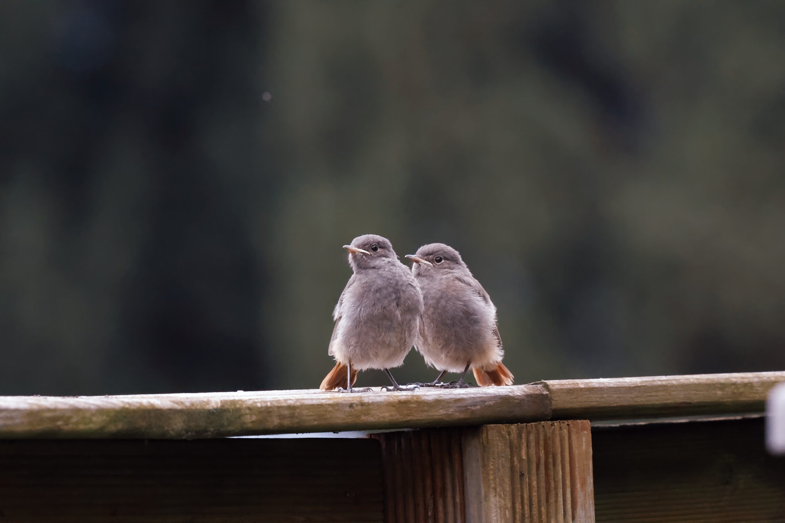 Foto di: Jorge Herzig