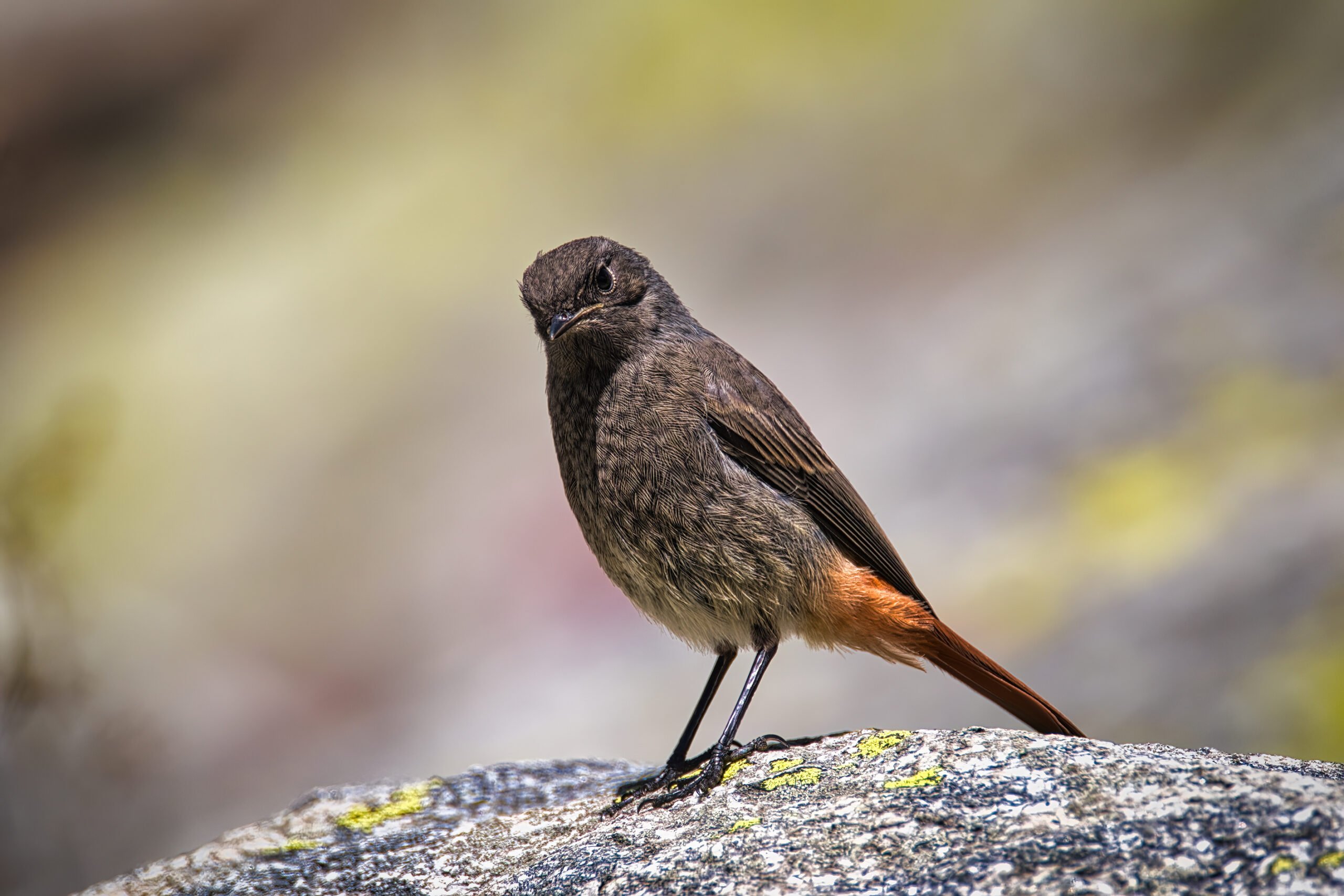 Foto di: Luca Luraschi