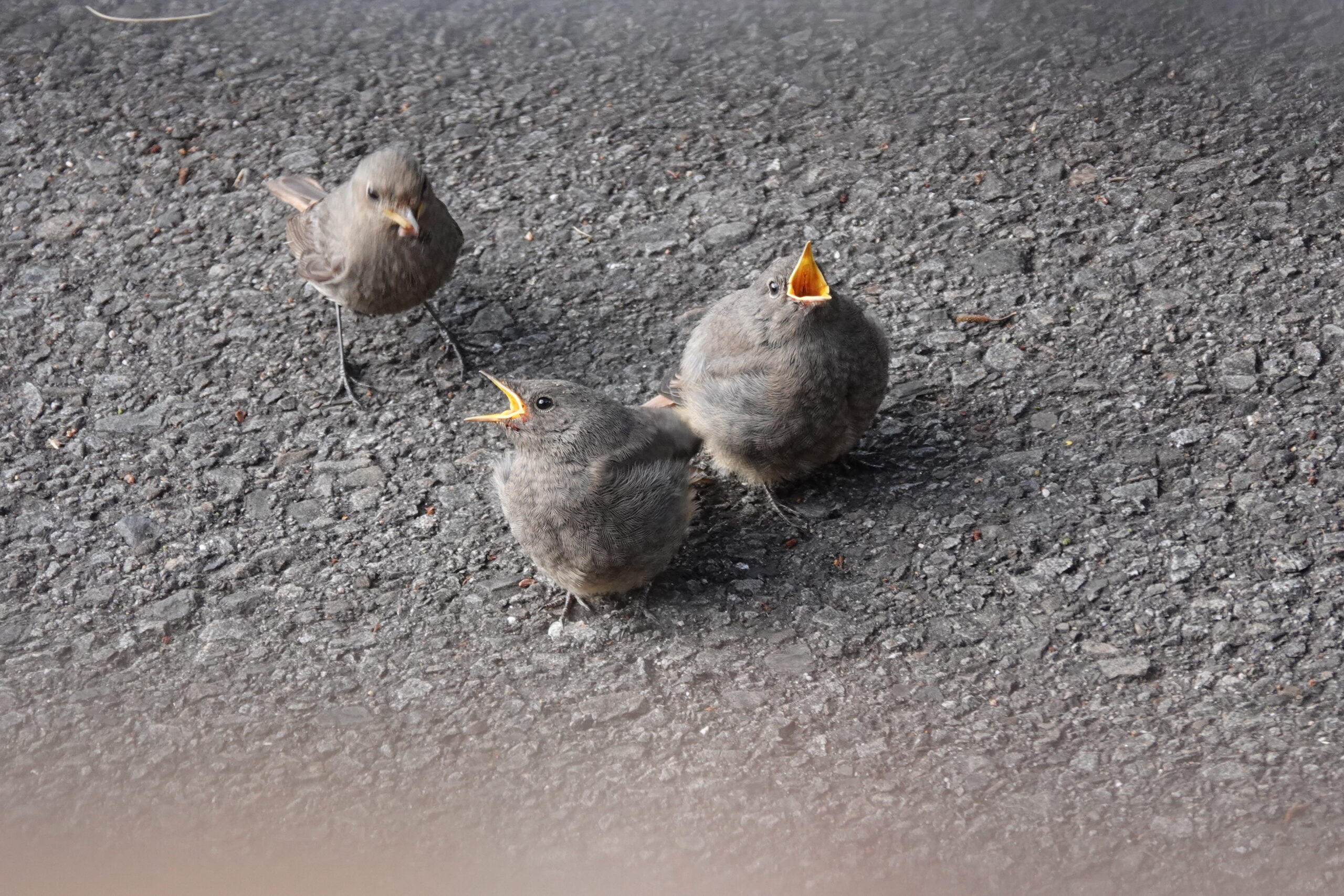 Foto di: Laura Caverzasio