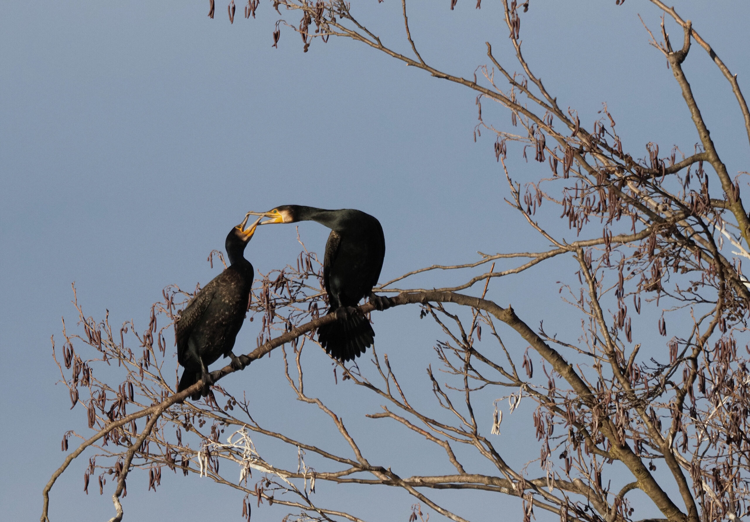 Foto di: Diana Sauer