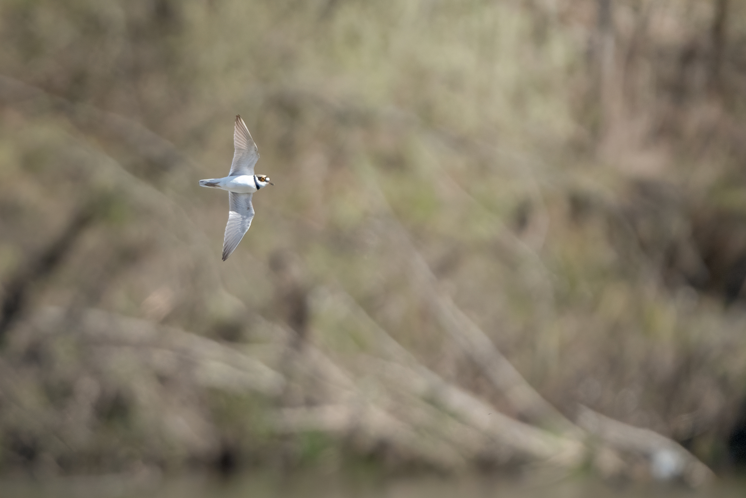 Foto di: Nicola Pini