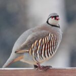 Coturnice - Ficedula