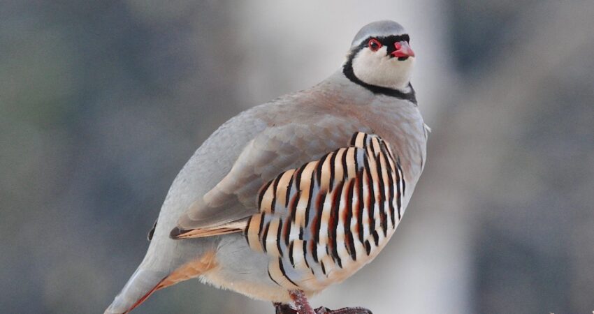 Coturnice - Ficedula