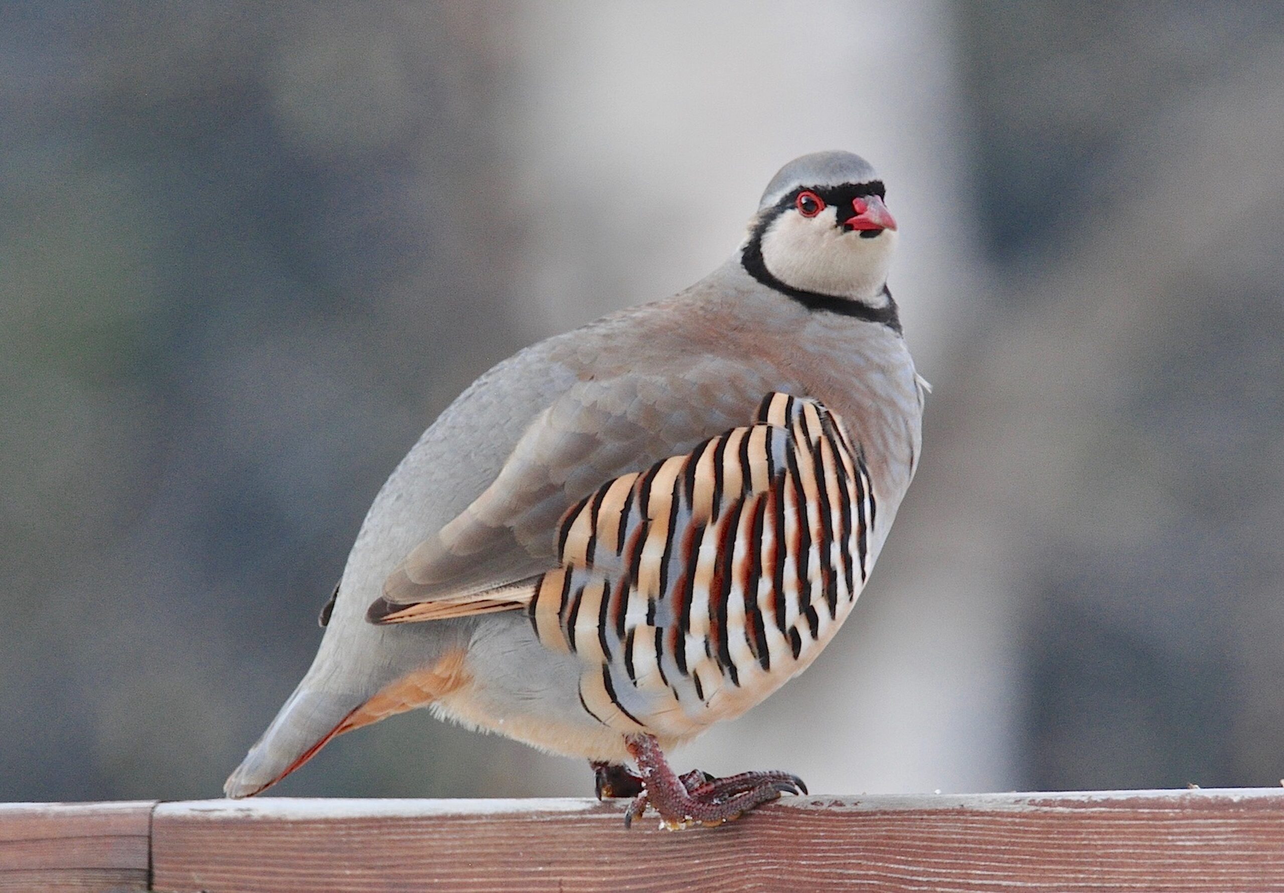 Coturnice - Ficedula