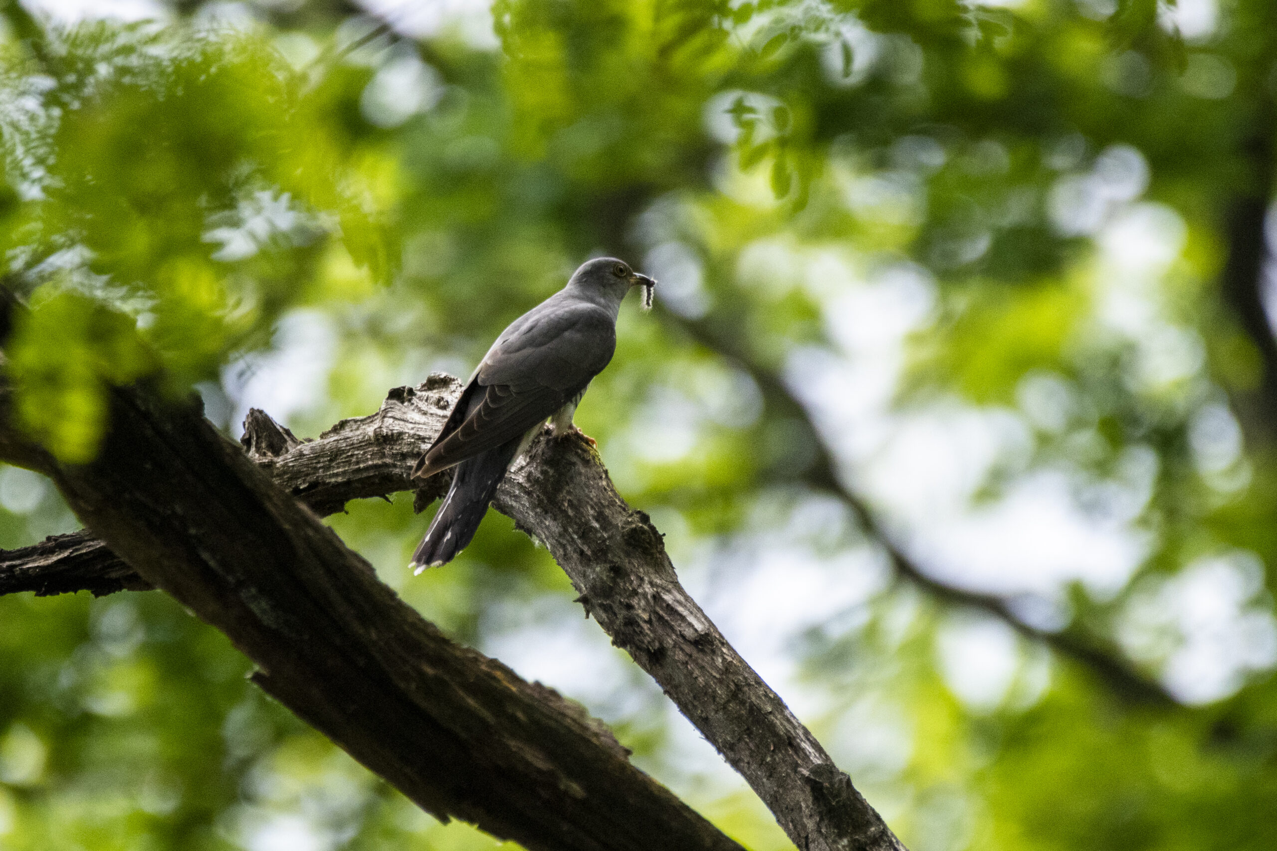 Foto di: Giovanni Bona