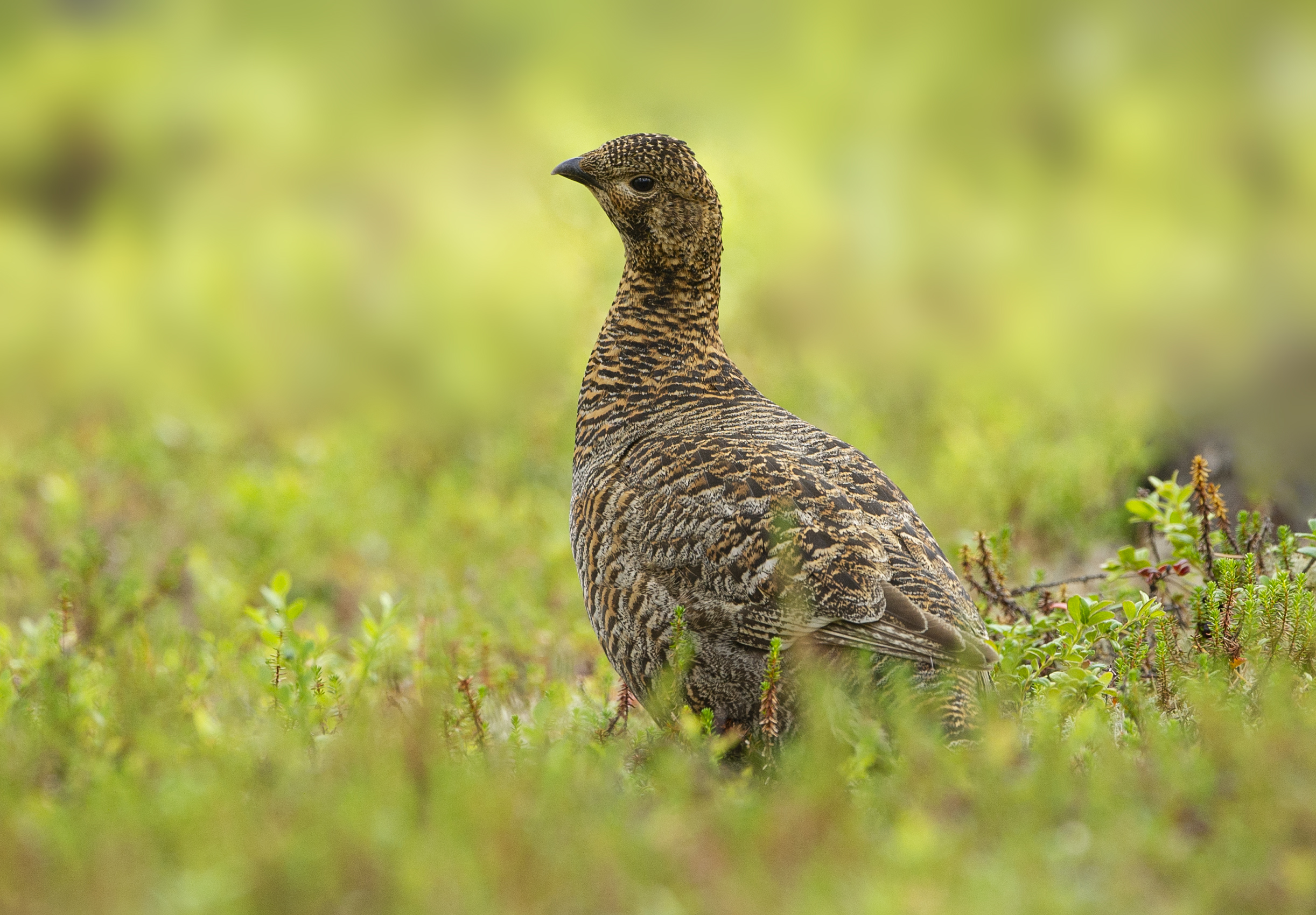 Foto di: Giorgio Mangili