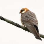 Falco cuculo - Ficedula