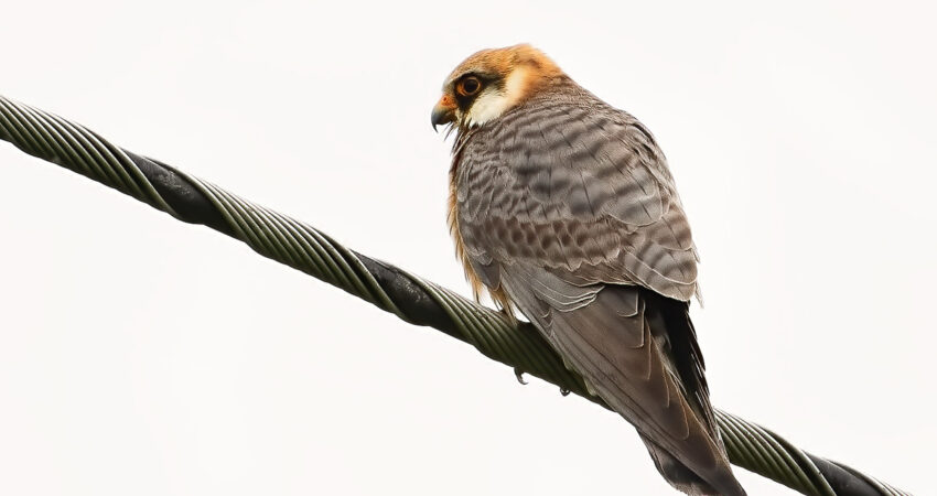 Falco cuculo - Ficedula