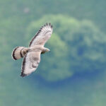 Falco pecchiaiolo - Ficedula