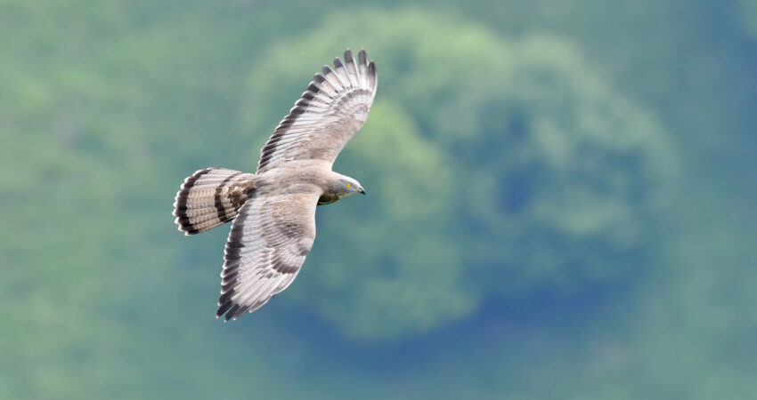 Falco pecchiaiolo - Ficedula