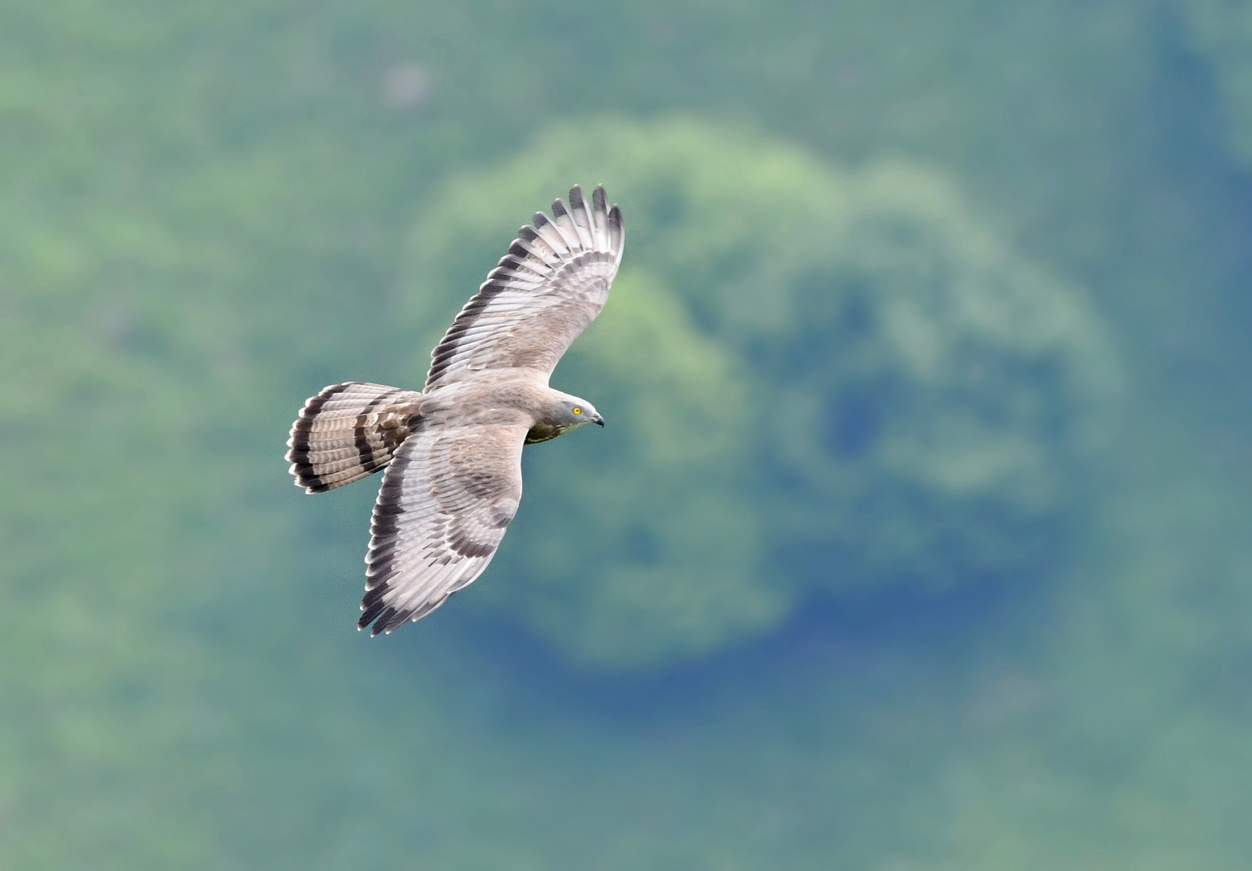 Falco pecchiaiolo - Ficedula