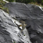 Falco pellegrino - Ficedula