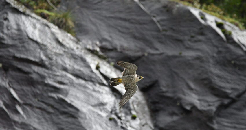 Falco pellegrino - Ficedula