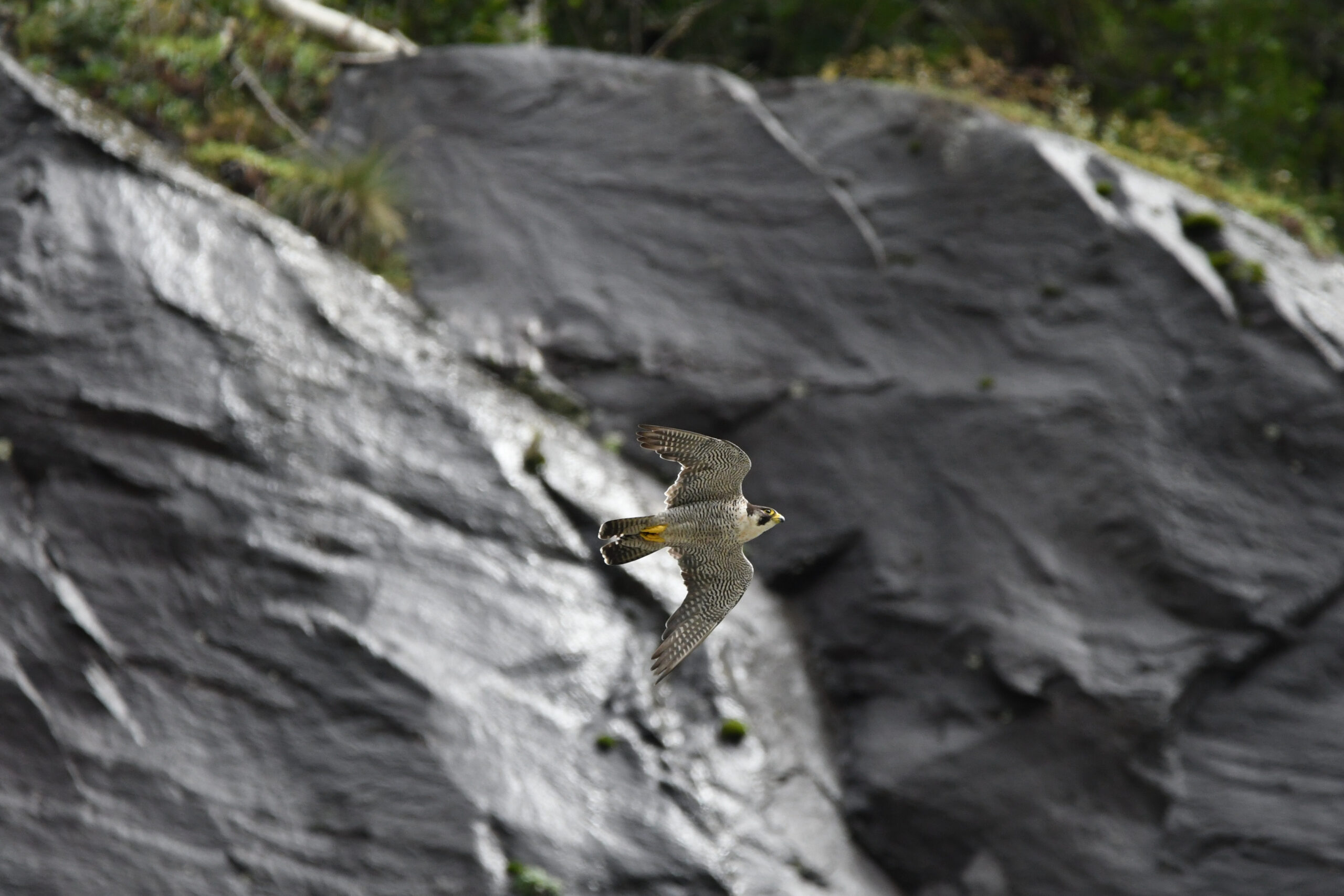 Falco pellegrino - Ficedula