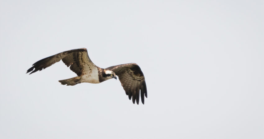 Falco pescatore - Ficedula